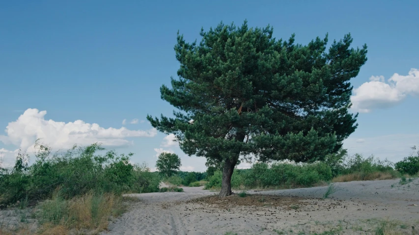 a lone tree sitting on the side of a dirt road, by Attila Meszlenyi, unsplash, land art, maritime pine, summertime, ignant, the lost beach