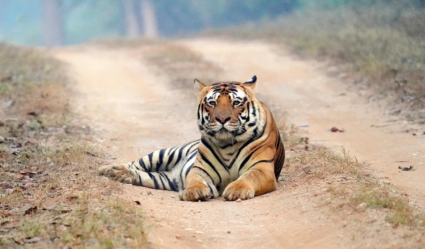 a tiger laying down on a dirt road, facing the camera