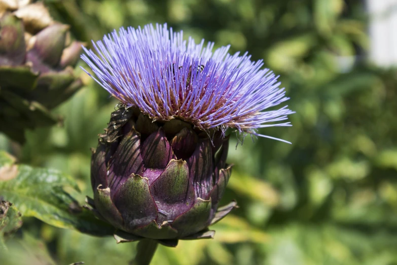 a bee sitting on top of a purple flower, grilled artichoke, multicoloured, blue mohawk, high quality product image”