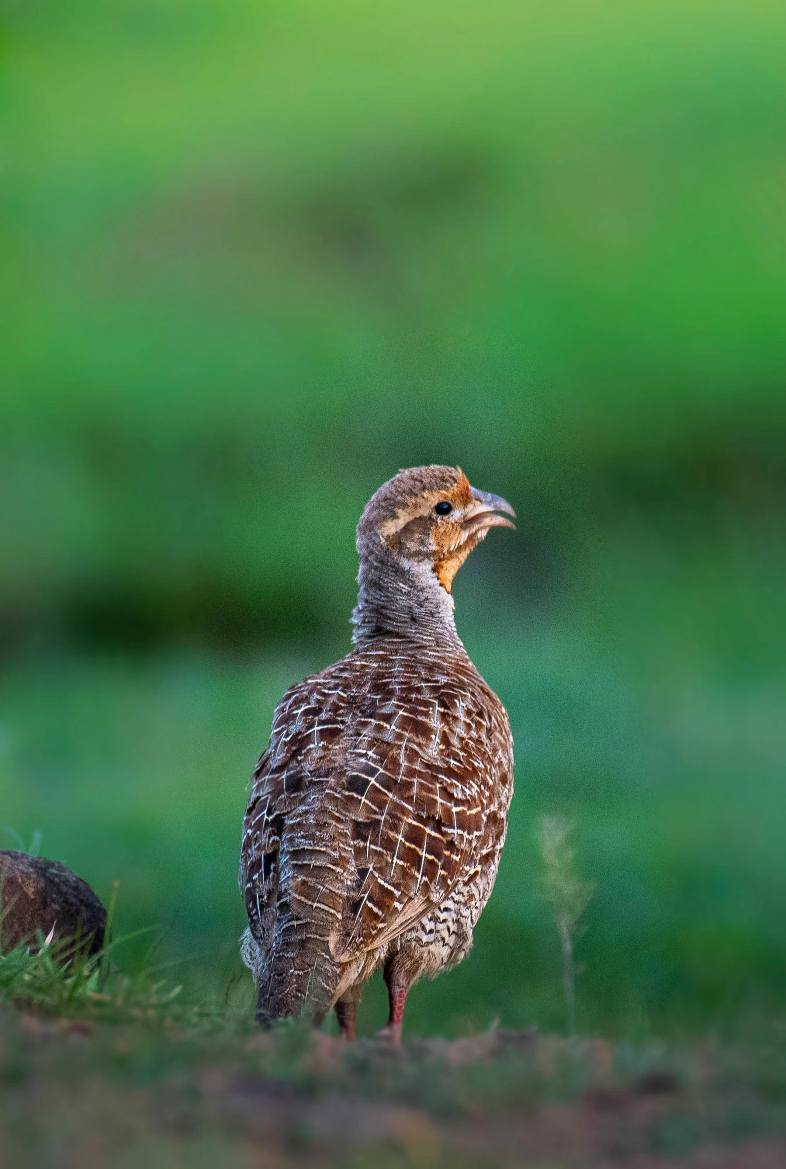 a bird that is standing in the grass, a portrait, pexels contest winner, predawn, big and small, game ready, brown