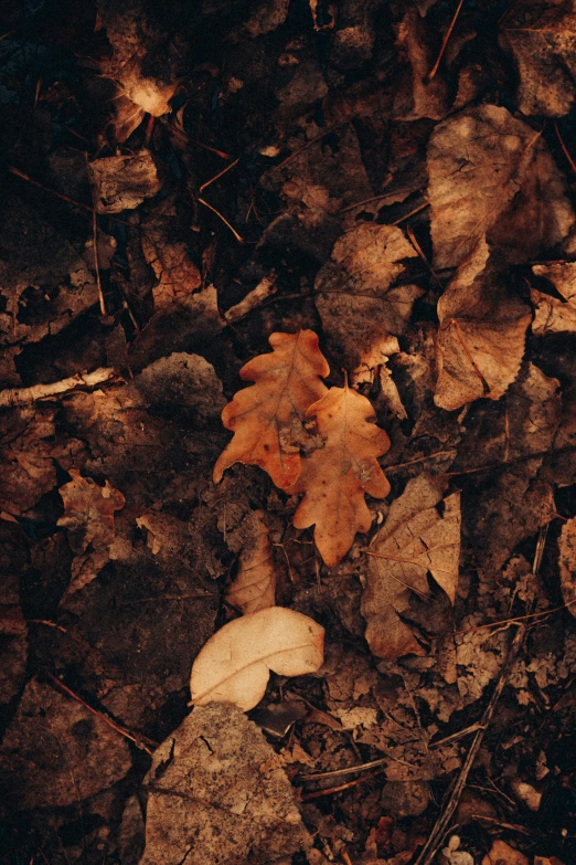 a bunch of leaves laying on the ground, an album cover, unsplash contest winner, dark earthy colours, ignant, unsplash 4k, oak leaf beard