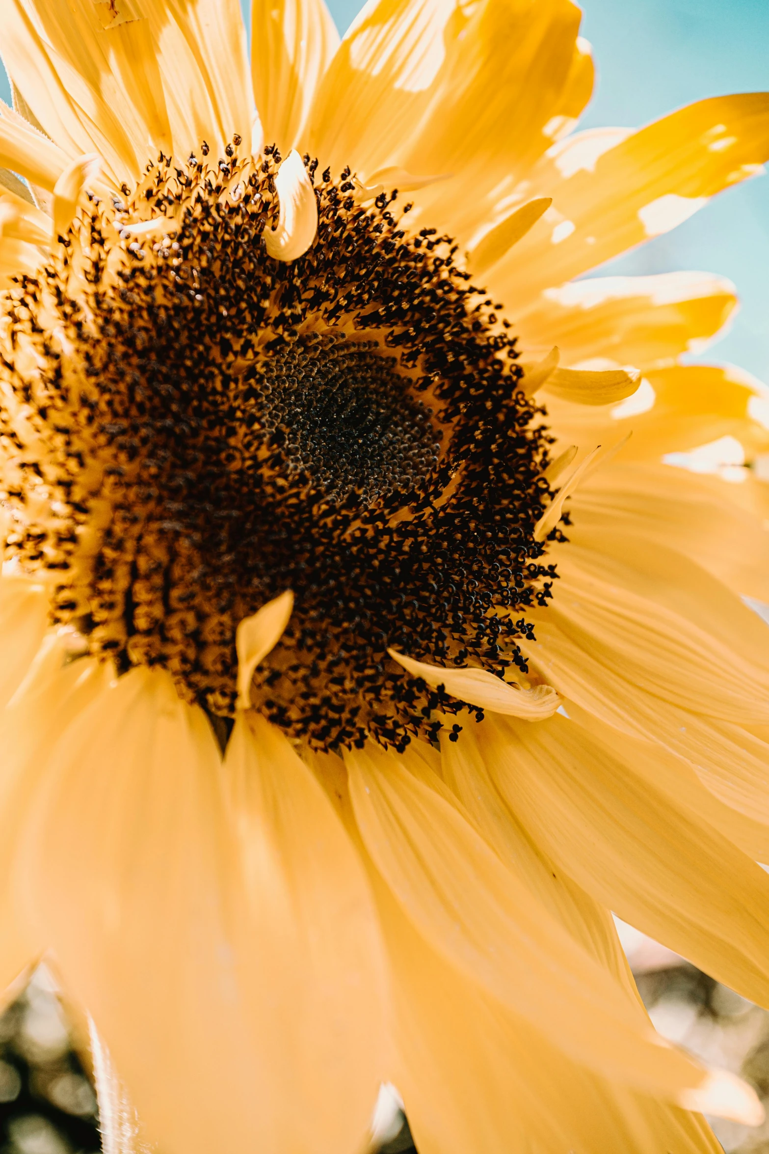 a close up of a sunflower with a blue sky in the background, on a pale background, shades of gold display naturally, on a yellow canva, today\'s featured photograph 4k