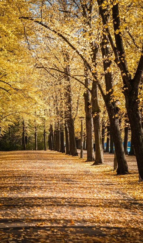 a park filled with lots of trees covered in yellow leaves, by Antoni Brodowski, pexels contest winner, today\'s featured photograph 4k, warm glow coming the ground, in a row, today's featured photograph 4k