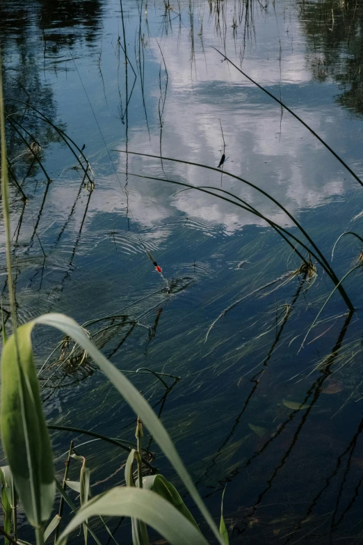 a body of water surrounded by tall grass, a picture, by Jan Rustem, cinematic shot ar 9:16 -n 6 -g, reflections. shady, small fish swimming around, clouds on surface