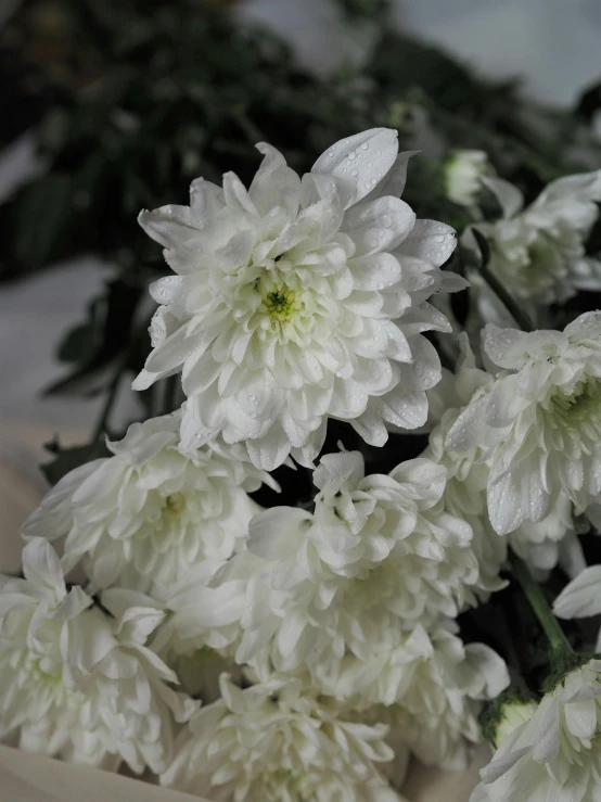 a bunch of white flowers sitting on top of a table, up-close, full product shot, traditional medium, chrysanthemums