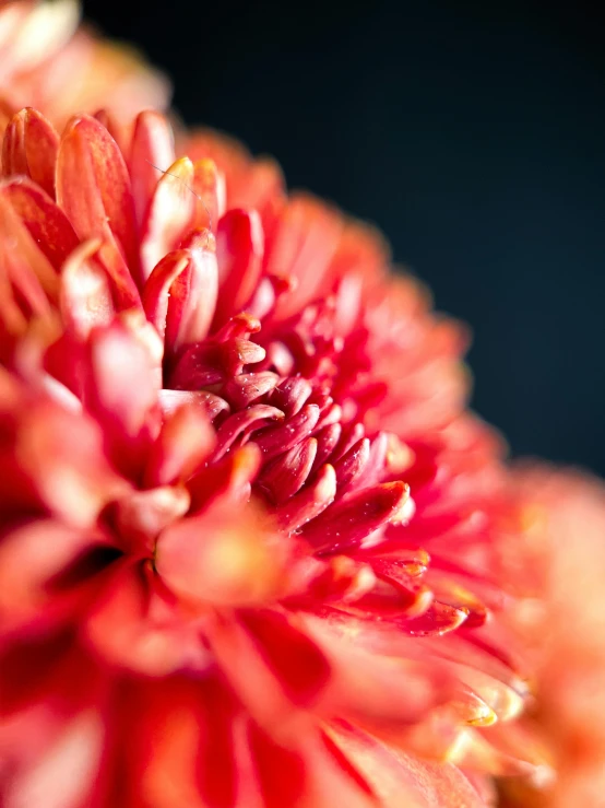 a close up of a red flower on a black background, a macro photograph, by Gwen Barnard, unsplash, chrysanthemum and hyacinth, ilustration, autum, portrait image