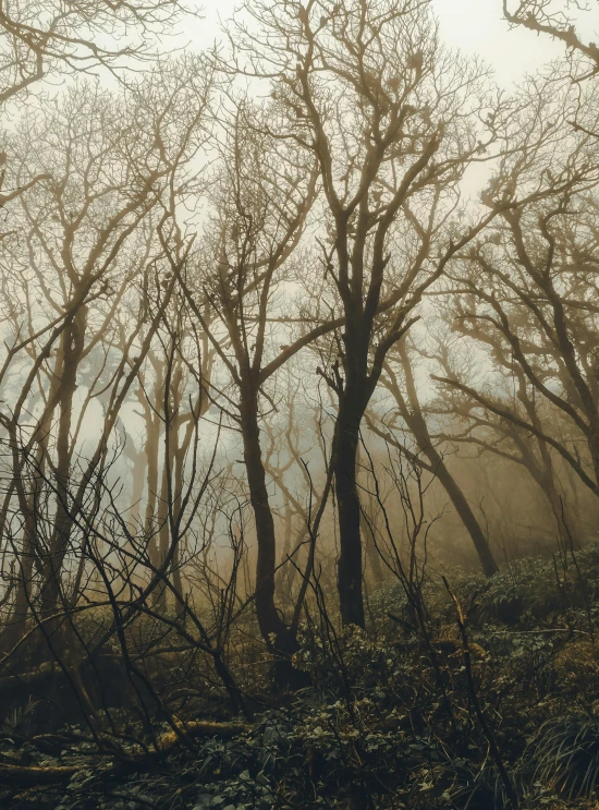 a foggy forest filled with lots of trees, an album cover, inspired by Elsa Bleda, unsplash contest winner, tonalism, ((trees)), twisted trees, bare trees, old photo of a creepy landscape