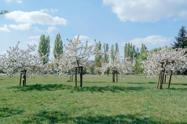 a bunch of trees that are in the grass, inspired by Thomas Struth, unsplash, visual art, lush sakura, budapest, park on a bright sunny day, sparsely populated