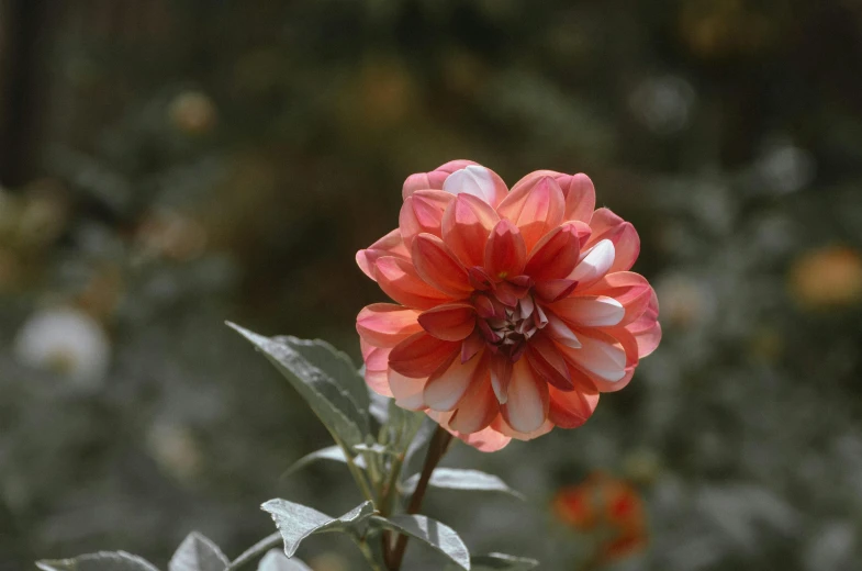 a close up of a flower with a blurry background, inspired by Clarice Beckett, unsplash, orange and white, dahlias, medium format, 4 k photo autochrome