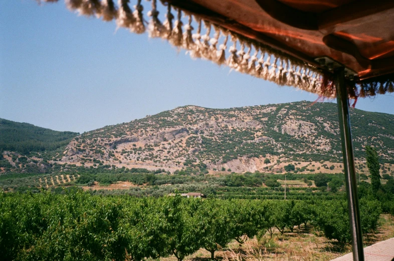 a view of a vineyard with a mountain in the background, pexels contest winner, les nabis, greek fabric, shot on hasselblad, sukkot, lush