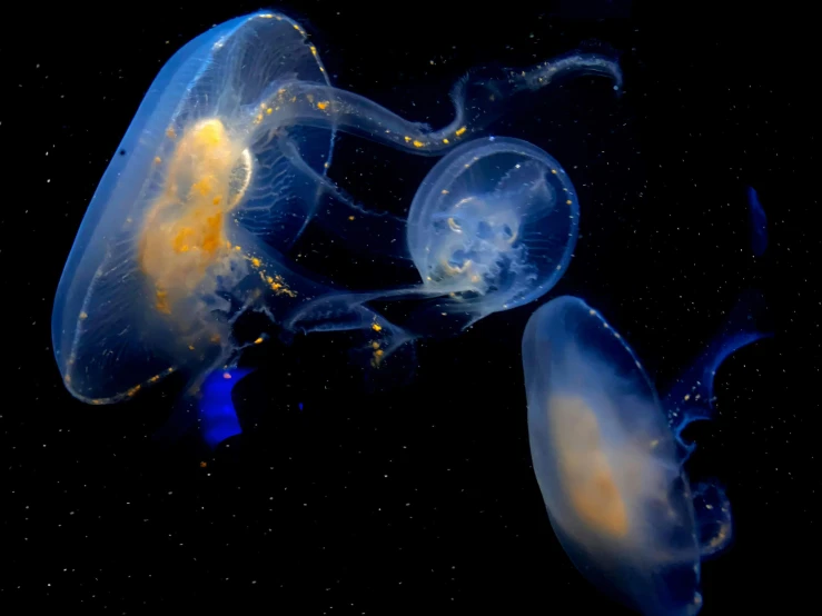 a couple of jellyfishs that are floating in the water, a microscopic photo, by Adam Marczyński, pexels, multiple moons glowing, natgeo, barreleye, navy