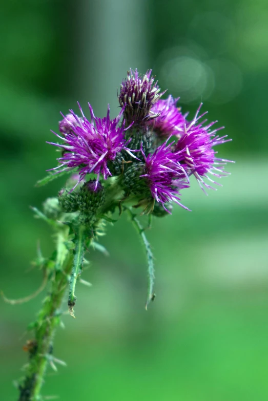 a close up of a purple flower on a stem, hurufiyya, thistles, slide show, overlooking, on display