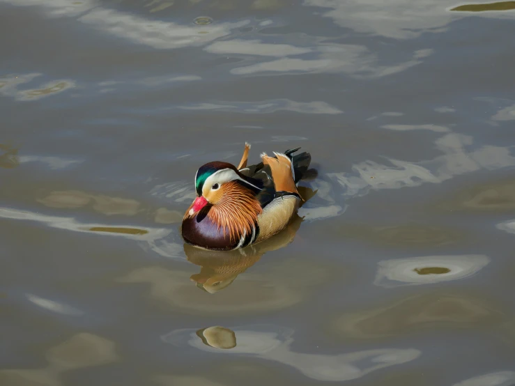 a duck floating on top of a body of water, a photorealistic painting, pexels contest winner, multicoloured, the macho duck, taken in the early 2020s, digital photograph
