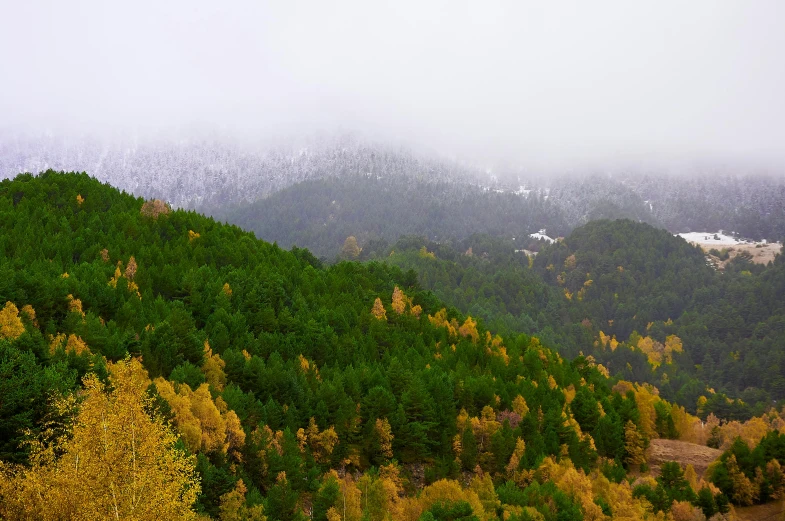 a herd of cattle grazing on top of a lush green hillside, by Muggur, pexels contest winner, hurufiyya, snowing in the forest, cyprus, withering autumnal forest, seen from a distance