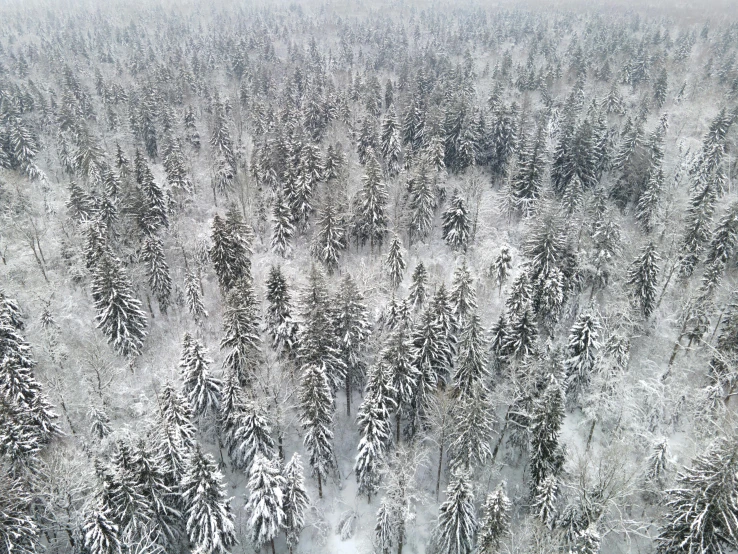 a snow covered forest filled with lots of trees, by Grytė Pintukaitė, pexels contest winner, hurufiyya, drone point of view, grey, ((trees))