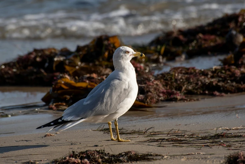 a white bird standing on top of a sandy beach, with seaweed, portrait photo, sprawling, looking distracted