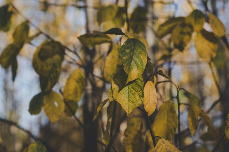 a close up of a tree with yellow leaves, unsplash, muted green, instagram picture, withered, high - resolution