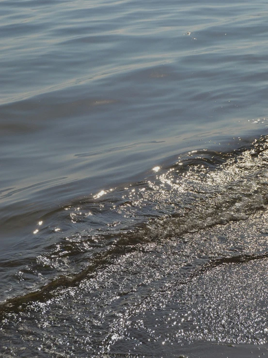 a dog standing on top of a beach next to the ocean, inspired by Vija Celmins, unsplash, photorealism, underwater glittering river, wet asphalt, morning detail, 8 k octane detailed render