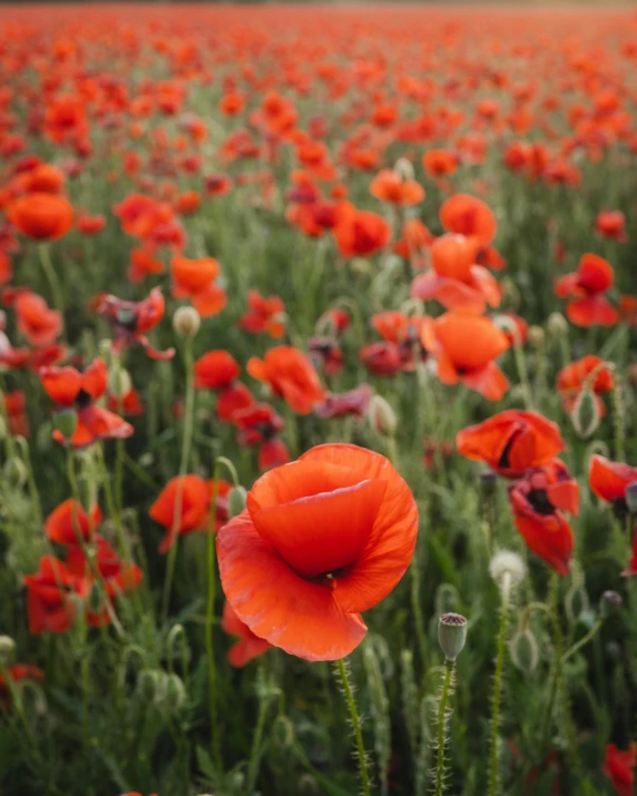 a field filled with lots of red flowers, by Jessie Algie, pexels contest winner, world war one, lgbtq, instagram post, wholesome