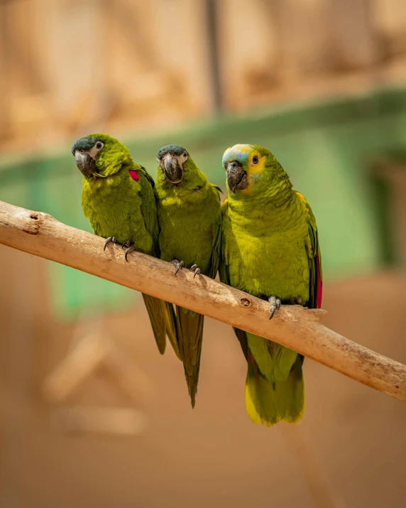 three green parrots are perched on a branch, pexels contest winner, posing for the camera, highly upvoted, a wooden, nat geo