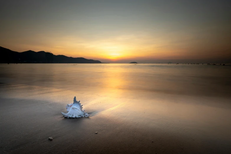 a shell sitting on top of a sandy beach, by Simon Gaon, unsplash contest winner, minimalism, sunset + hdri, medium format. soft light, sea creature, wide angle”