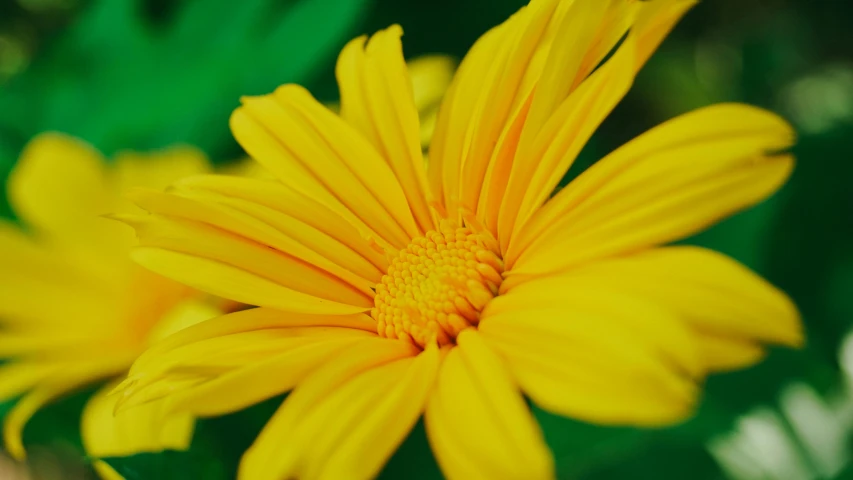 a close up of a yellow flower with green leaves, by Jan Rustem, pexels contest winner, fan favorite, daisy, colors: yellow, marigold