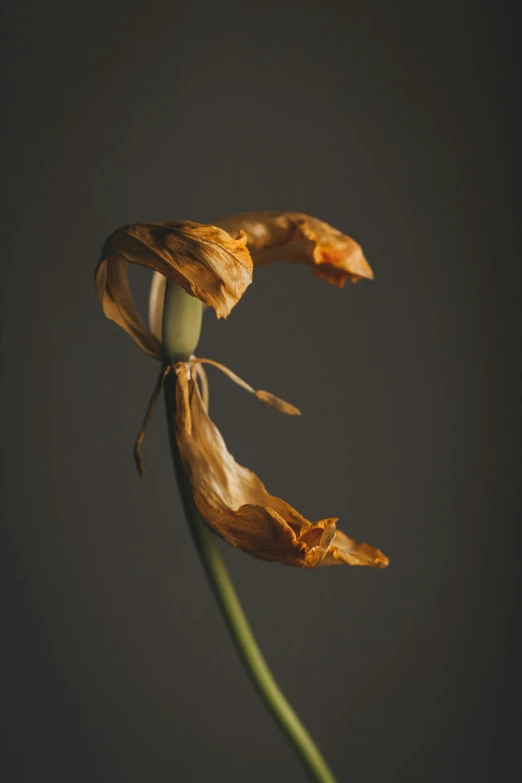 a close up of a dying flower in a vase, by Alison Geissler, flax, david kassan, graceful curves, gold flowers