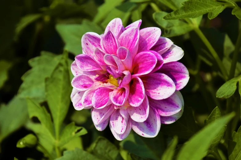 a close up of a pink and white flower, v tuber, multicoloured, exterior shot, purple