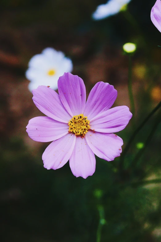 a close up of some purple and white flowers, unsplash, view of the cosmos, single, pink yellow flowers, paul barson