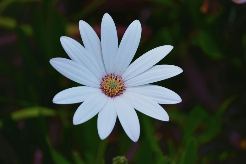 a close up of a white flower on a plant, pixabay contest winner, flattened, today\'s featured photograph 4k, instagram post, milky white skin