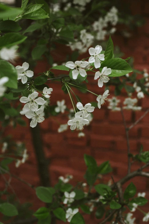 a tree with white flowers in front of a brick wall, a picture, inspired by Elsa Bleda, unsplash, medium format. soft light, 2000s photo, vivid)