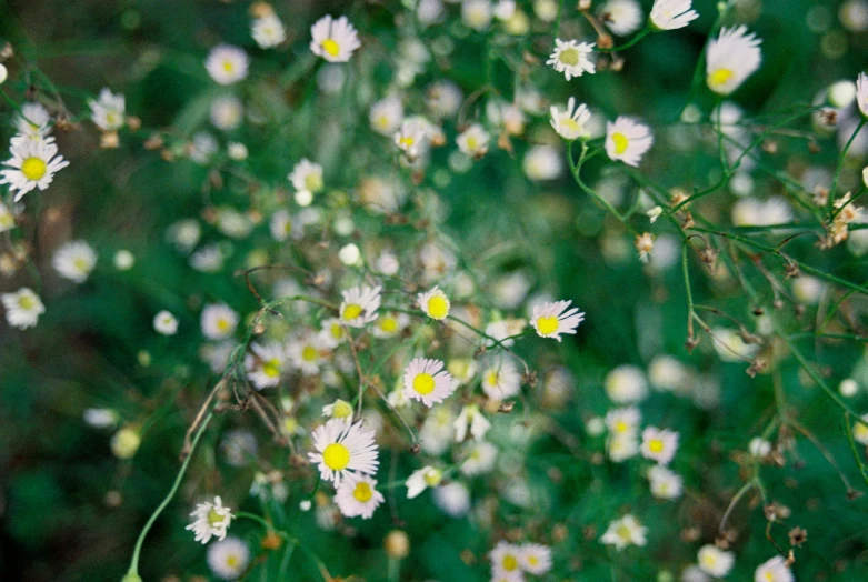 a field full of white and yellow flowers, inspired by Elsa Bleda, unsplash, minimalism, micro macro auto focus, kodak portra 400, starry, shot on hasselblad