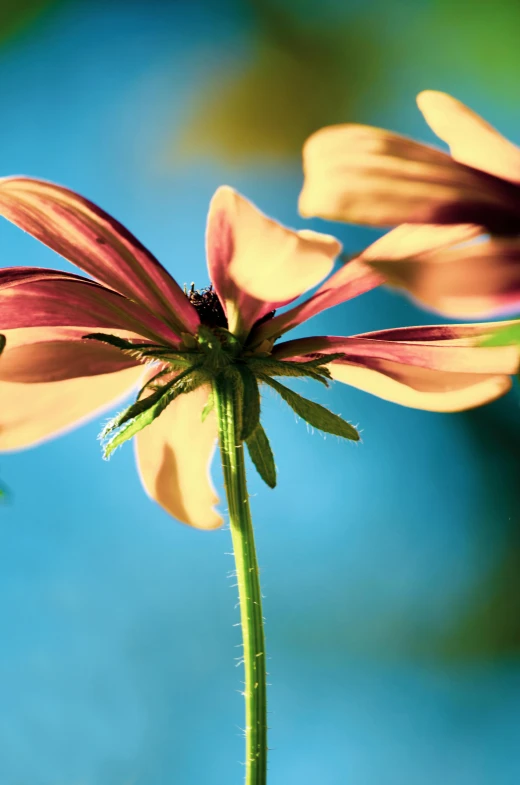 a close up of a flower with a blue sky in the background, by Jan Rustem, art photography, yellows and reddish black, long petals, view of the cosmos, colour photograph