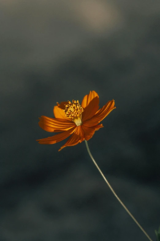 a single orange flower sitting on top of a lush green field, a picture, unsplash, postminimalism, against dark background, miniature cosmos, on grey background, rendered in corona