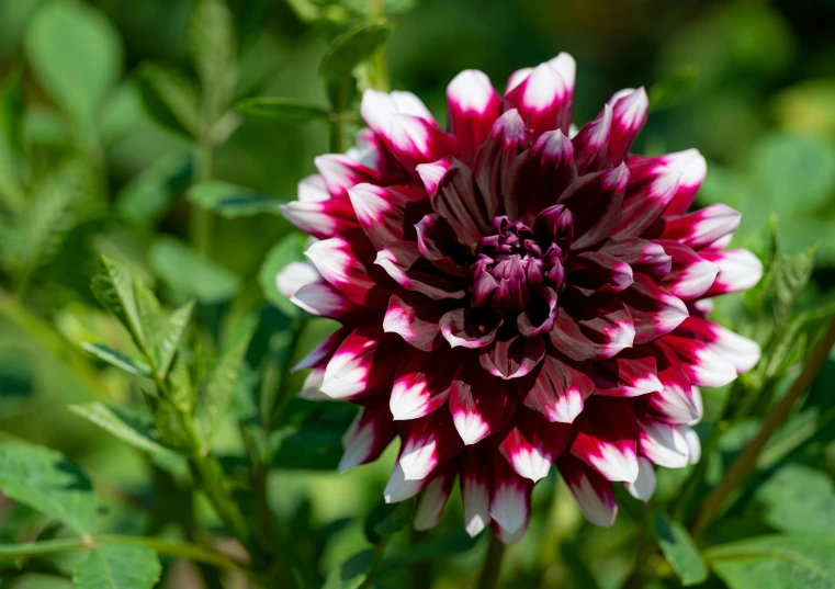 a close up of a purple and white flower, dahlias, award winning dark, made of glazed, multicoloured