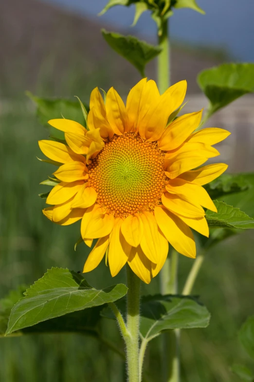 a close up of a sunflower in a field, slide show, ready to eat, yellow and greens, various sizes