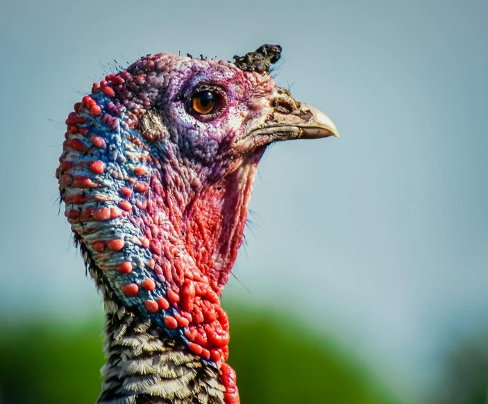 a close up of a turkey's head with a blurry background, by Carey Morris, pexels contest winner, multicoloured, 🦩🪐🐞👩🏻🦳, portrait of an old, a wide full shot