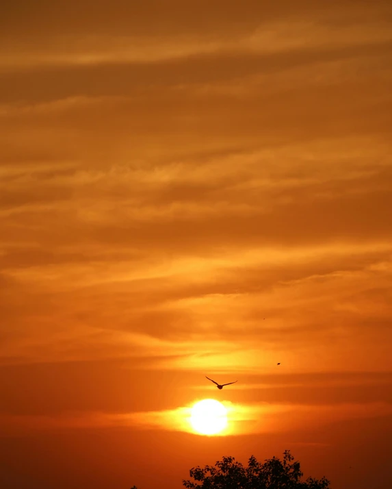 a bird flying in the sky at sunset, by Jan Tengnagel, pexels contest winner, romanticism, orange sun set, yellow, today\'s featured photograph 4k, gold