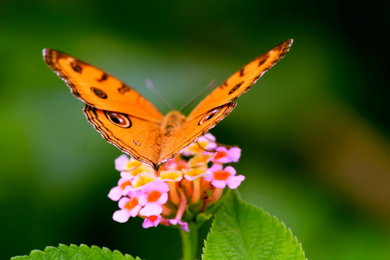 a butterfly that is sitting on a flower, pexels contest winner, pink and orange, avatar image, fan favorite, colorful tropical plants