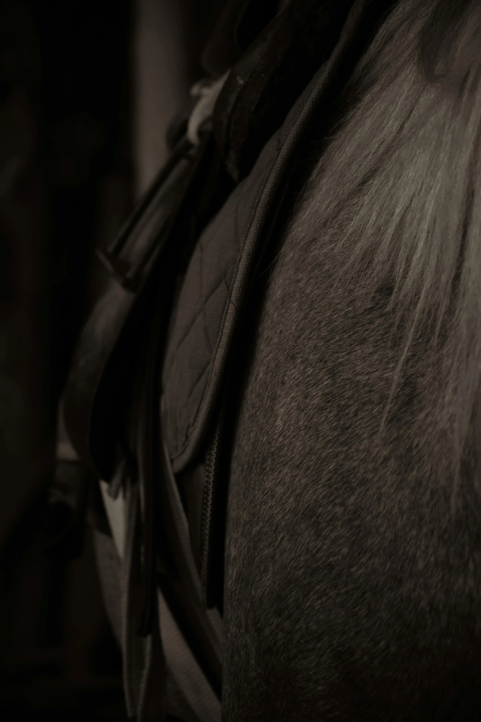 a black and white photo of a horse, trending on unsplash, tonalism, over the shoulder closeup, grey and silver, saddle up, digital image