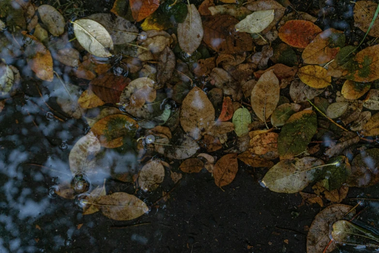 a group of leaves floating on top of a body of water, an album cover, by Attila Meszlenyi, pexels contest winner, puddles of water on the ground, brown, thumbnail, today\'s featured photograph 4k