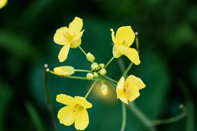 a close up of a yellow flower with green leaves in the background, a macro photograph, by Joseph Severn, unsplash, the yellow creeper, yellow lanterns, flax, a high angle shot