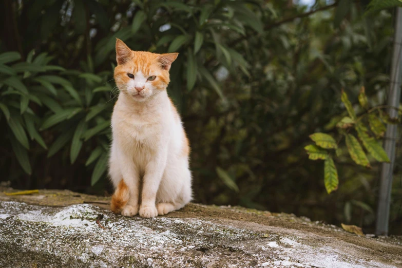 an orange and white cat sitting on top of a rock