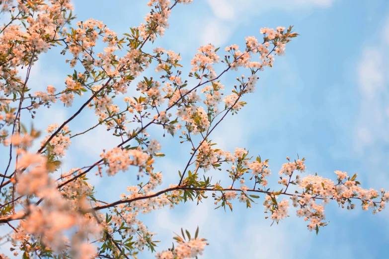 a bird sitting on top of a tree branch, by Carey Morris, trending on unsplash, lush sakura trees, grows up to the sky, gypsophila, full frame image