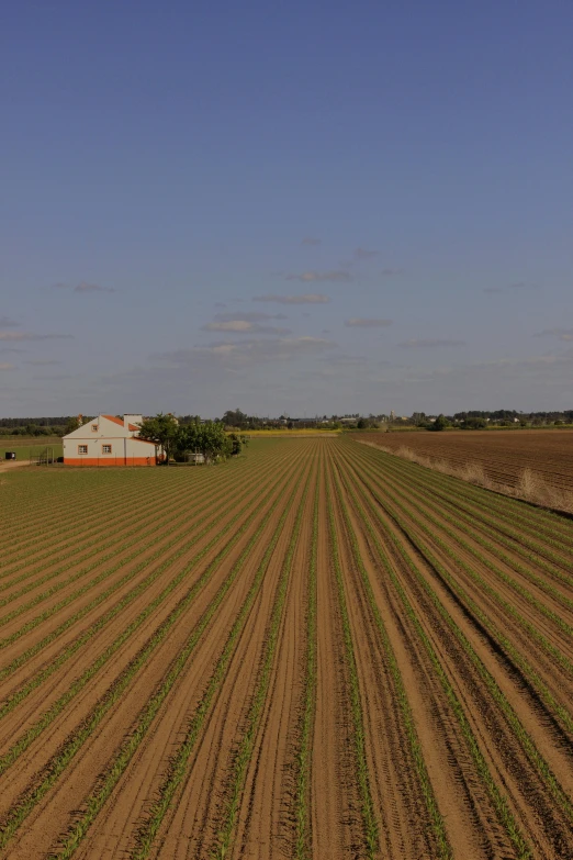 a farm field with a house in the distance, flying over the horizon, striped, immaculate rows of crops, whealan