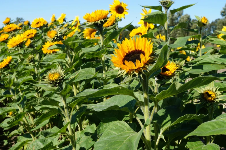 a field of sunflowers on a sunny day, “ iron bark, profile image, ready to eat, various sizes