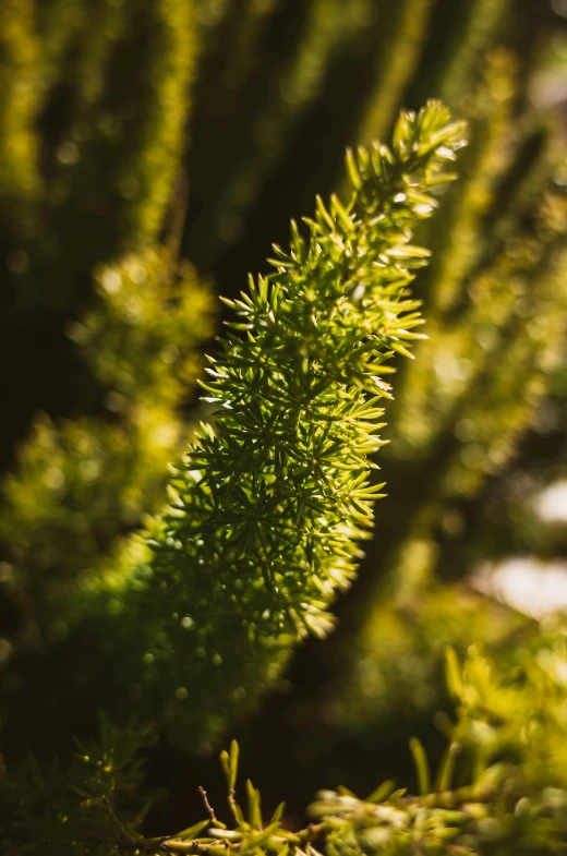 a close up of a small pine tree, a macro photograph, unsplash, glowing green, waving, shot on sony a 7, tall thin