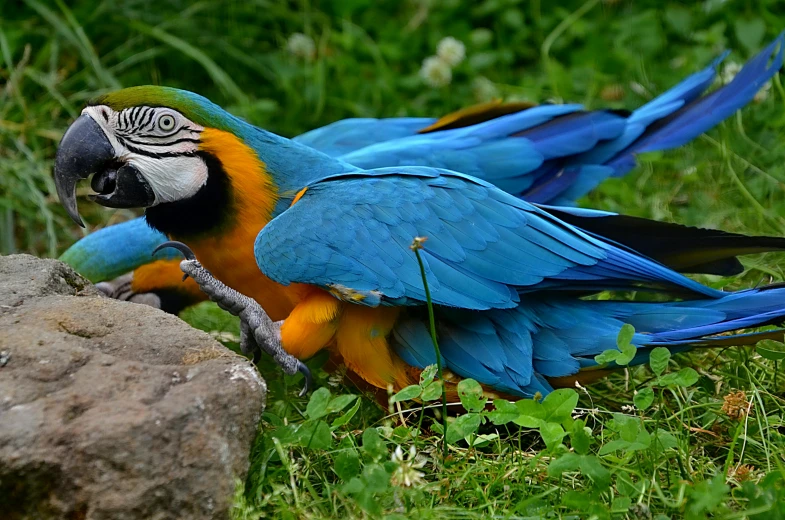 a blue and yellow parrot sitting on top of a rock