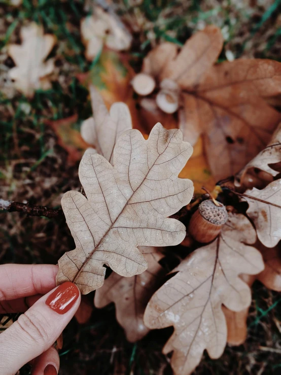 a person holding a leaf in their hand, trending on pexels, oak acorns, brown, ✨🕌🌙, profile image