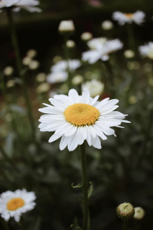 a field of white flowers with yellow centers, trending on unsplash, paul barson, giant daisy flower as a head, single, small